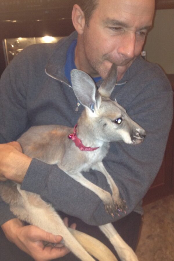 TomsWildLife's tweet photo. Thx for watching. Look for us soon on @SPORTSMANchnl 
Meanwhile I'm studying to be a "Roo-Whisperer"......@tmkansas http://t.co/gDFuMfgT