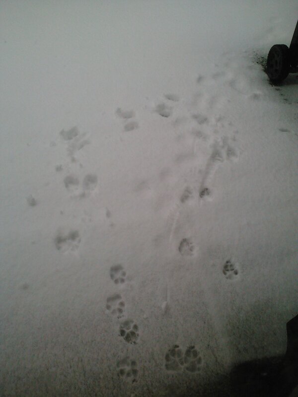 ChiroGuyDC's tweet image. Totally decided against it. #ICanHoldIt