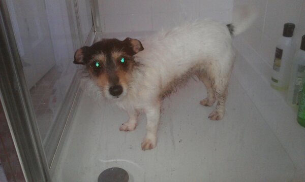 NikkiBartlett1's tweet image. Best running buddy but I'm sorry you need a shower #muddyrun