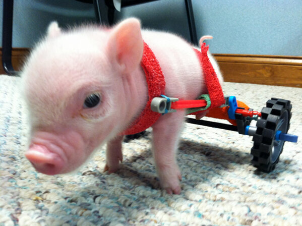 KOAA's tweet photo. Meet Chris P. Bacon, a disabled piglet in a homemade wheelchair. http://t.co/3axqZsKY (via @SieraSantos) http://t.co/zB9r5UY8