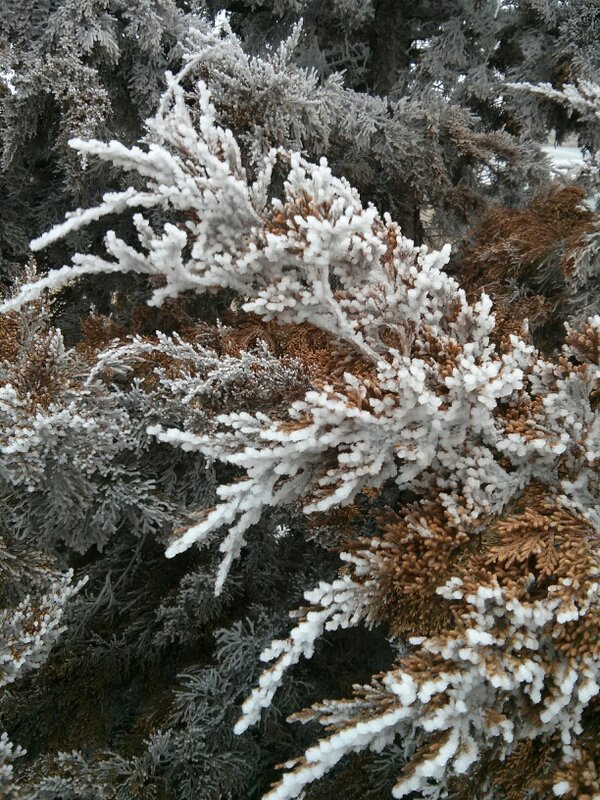 It's icy outside guys! Roads might be bad but nature is looking really pretty. #ice #pretty #tree #icy #weather