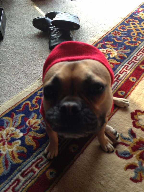 DolceBabes's tweet photo. Dolce phone home http://t.co/zWb1Dd9f