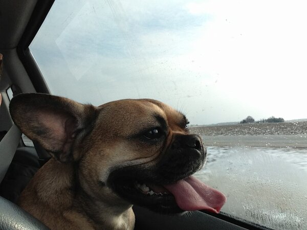 DolceBabes's tweet photo. Heh I ave a rarge tung http://t.co/RS3lvgTi