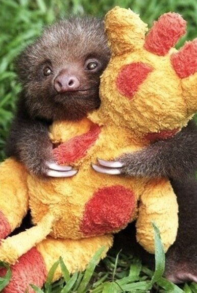 thepawsdraws's tweet image. @wloveandembers Happy Friday! Have a hardcore sloth. #slothcore #HappyFriday