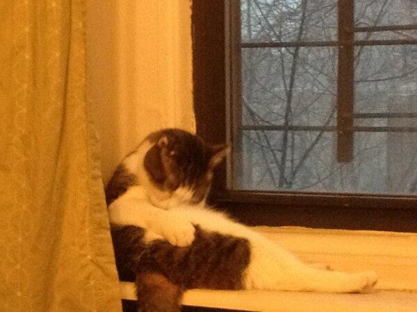 Cat is also worried that it's penis is not clean enough for the storm. #StormPreparedness