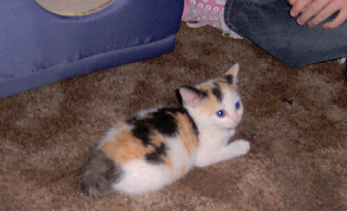 stef_cimino's tweet image. @nahodilj @kduceman #throwback #differentcat