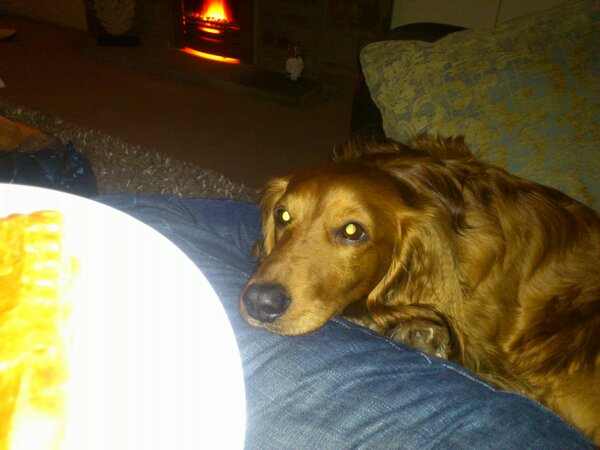 Bentleydadog's tweet photo. Anyone think my dad will work out this is my I what some pie face nom nom nom http://t.co/VRk42C7o