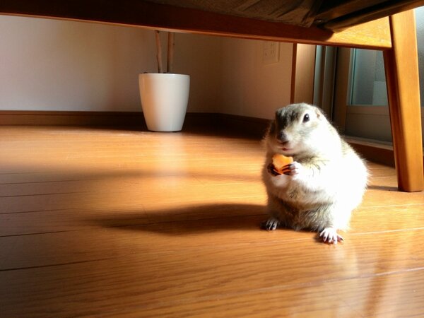 BanBi_aka_FireB's tweet photo. 相方はソファーの下で...
にんじんなう(^_^)笑 http://t.co/k0lnqRMG
