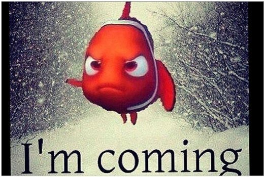 PaulaAmaroA's tweet image. This Nemo #waitingforhim