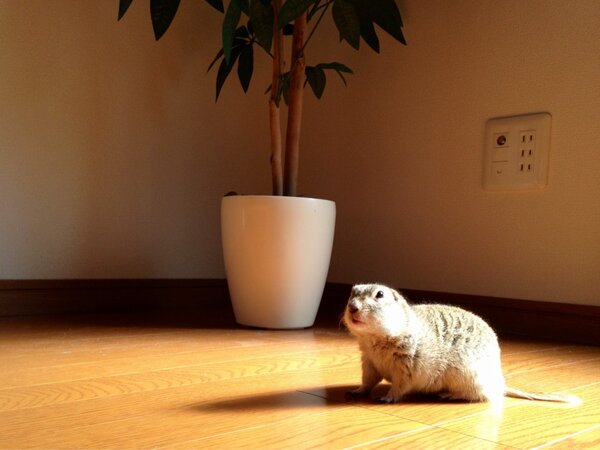 BanBi_aka_FireB's tweet photo. ひなたぼっこしてる(^_^)♡ http://t.co/R2gzskCm