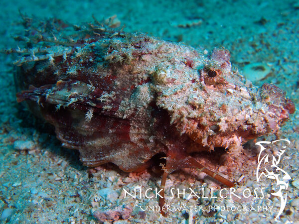 NickShallcross's tweet photo. Indian Walkman
#scuba #underwater #photography #doyouinspire #fridayfotos #photo #nature http://t.co/APcGWyEV