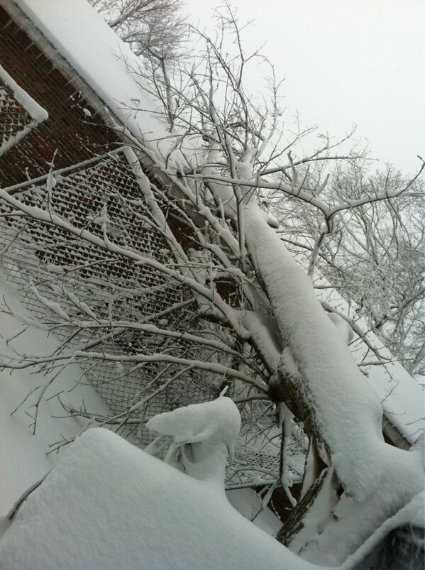 deetomasello's tweet image. Tree on my house. #stillhavepower