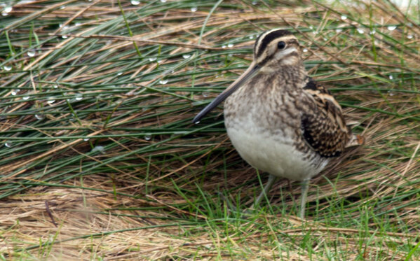 YnysHir's tweet photo. Snipe at Cemlyn today http://t.co/PW6itCiI