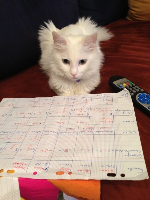 “<a href="/melissa_haddad/">Melissa Haddad</a>: Habibiii <a href="/alexandre_nour/">Alex Nour</a>'s cat studying chimie #ginger 😻 ”hahaha 😍