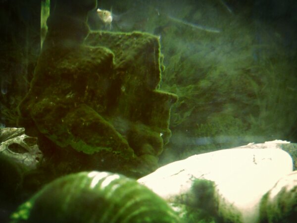 nitrocrypto654's tweet image. #fishcontest