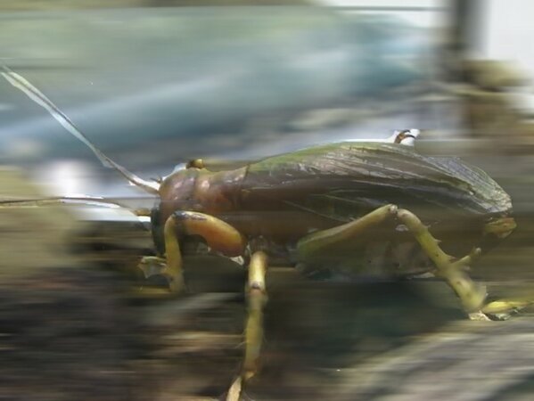 動物園 水族館ニュース 多摩動物公園のオバケコロギス T Co Qdravqilvr Http T Co Oeuidn74ik