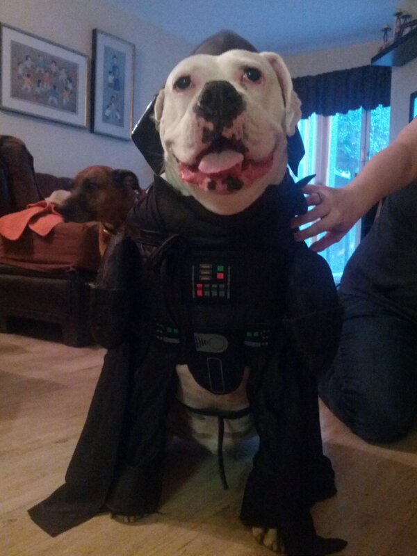BradHutchings's tweet photo. People who dress their dogs up as FUCKING PLANET DESTROYER Darth Vader. #RIPMonk https://t.co/nGM9ZKTg9o