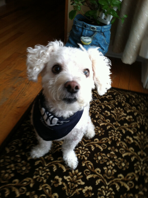 Blizzard for @AmyFreeze7 on #BIGdogsunday: I'm ready for Spring Training!