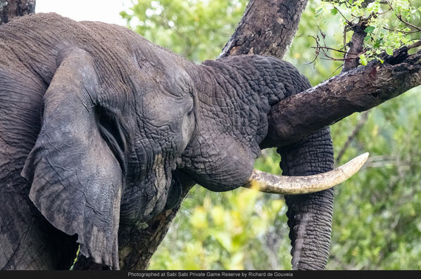 SabiSabiReserve's tweet photo. Nothing quite like a lazy Sunday! Hope you all have a fantastic day! http://t.co/Y3zvhiBq