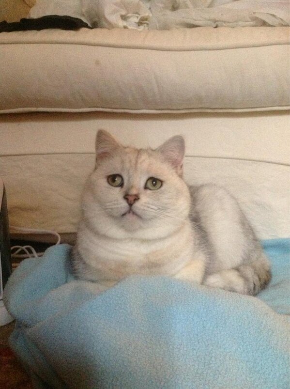 catcalledthomas's tweet image. The wife. Aka Doriscat. Looking purdy. (But dont tell her...thomas is purdier) she looks sad tho.