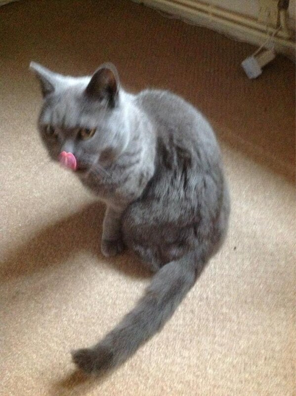 catcalledthomas's tweet image. Its rainstuff. Thomas got wet. Time for cleaning.