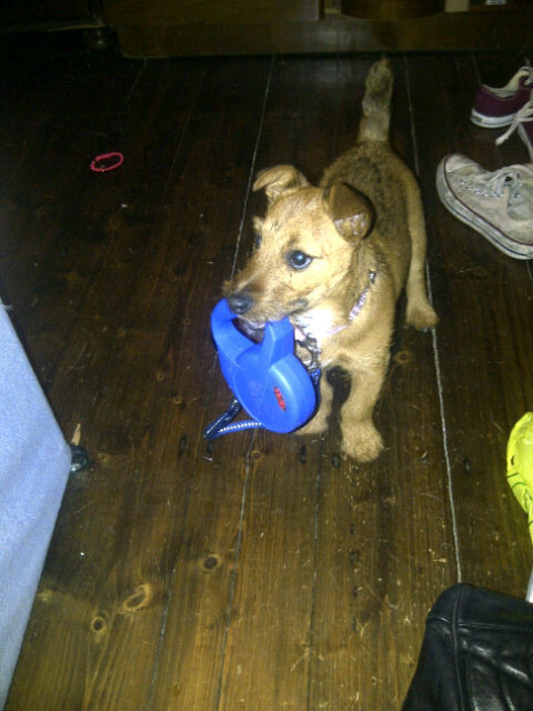 Walkies