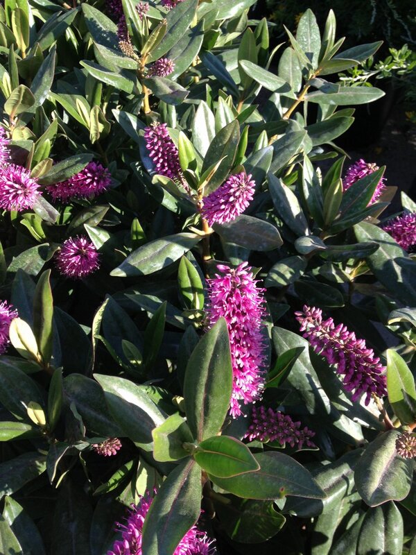 Hebe 'Paula' - Evergreen