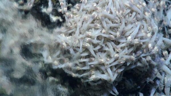 DartTurner's tweet photo. Dive 198 Biology dive complete at the Von Damm vent field. Duration 24hrs; max depth 2333m #deepestvents http://t.co/aL6mrGrB