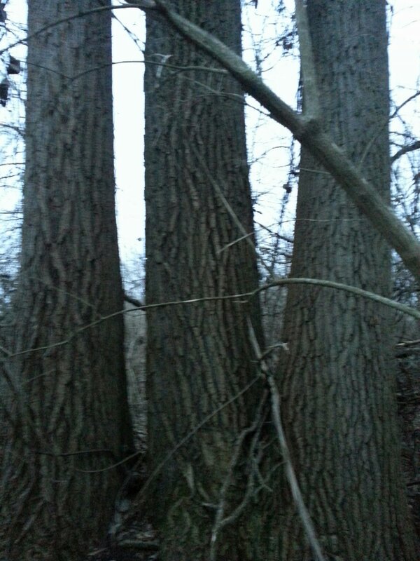 nephoffline's tweet image. #woh #wizardtrees #wut• @Grahambled_Eggs @SamBrownGH