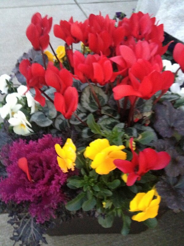 A festive winter color bowl of cyclamen pansies coral bells and ornamental kale.
