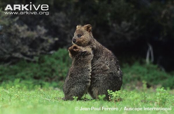 クオッカ画像bot Quokka Bot Twitter