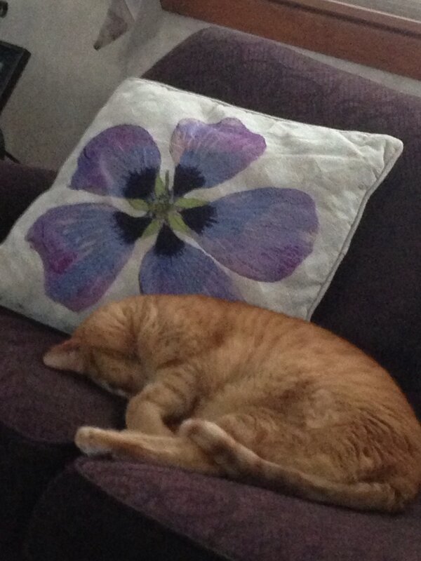 cbrown4747's tweet image. Sometimes I wish my life was like his... #sleepsallday