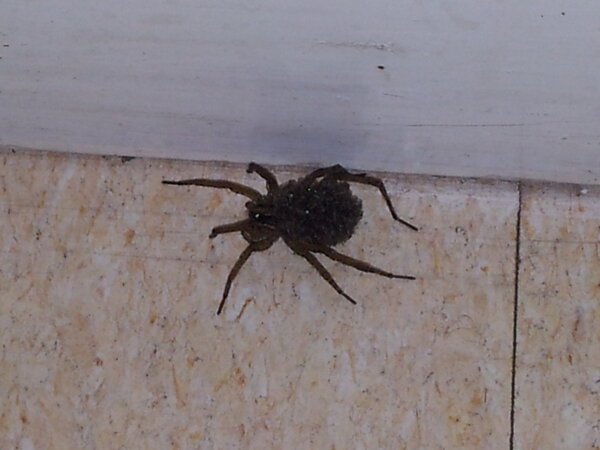 Link permanente da imagem incorporada