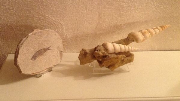 Spartanhockey's tweet image. @OllieWillars @gcp01 @egerton6 I love dinosaurs too! These are mine! 30 million years old &amp;amp; 15 million #lovefossils