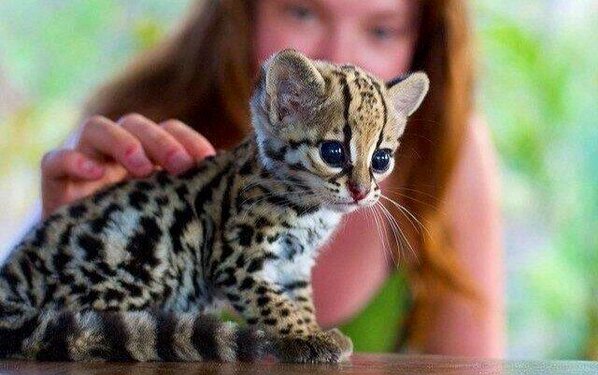 EarthPicz's tweet photo. Baby Ocelot! http://t.co/UOMZQL9Blv