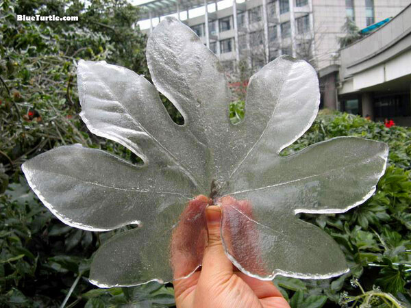 BlueTurtle_com's tweet image. Natural ice sculpture that formed on a leaf after a sudden ice storm in China #BlueTurtle #Environment