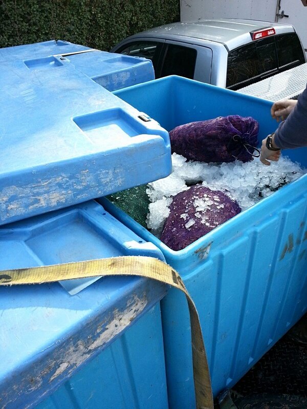 LeBlancZach's tweet image. Crayfish berl today #cantwait #7sacks