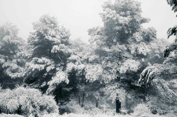 fotoperfecta's tweet photo. Avance de la sesión fotográfica hecha ayer aprovechando la nevada. Una escena de postal bucólica... http://t.co/ESyBuR5l7D