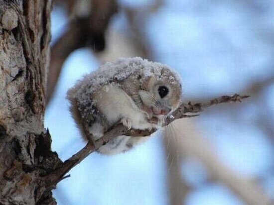 hispacbd30's tweet photo. La pequeña ardilla voladora japonesa. http://t.co/1HZSetZ9Mu
