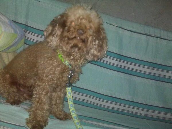 JenLabbs's tweet image. Whoooooa -_______- yung Aso ko may Sakit.