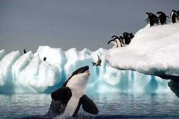 MollyCoyle3's tweet photo. "@MauraQ07: @keleigh1017 @MollyCoyle3 oh boy http://t.co/ofqoAREa13" orca 1 penguin 0