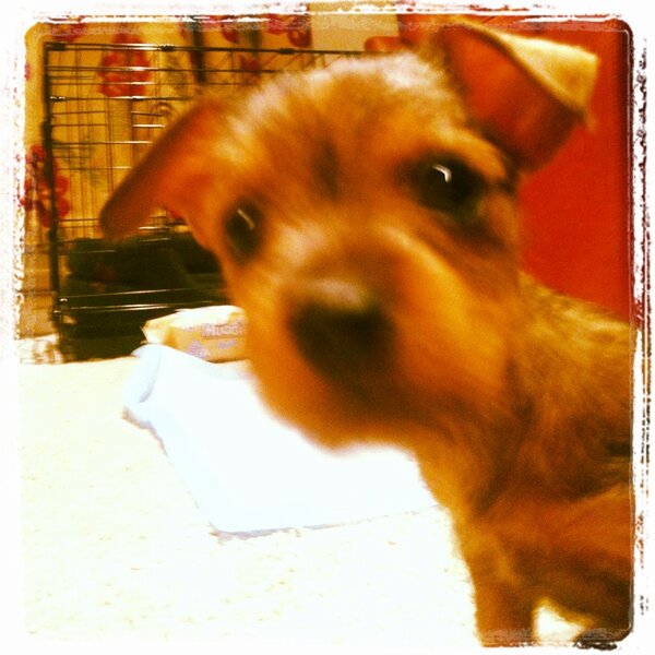 kell7177's tweet photo. So in love with my new companion 💗 http://t.co/bErwII00DU