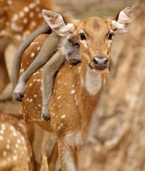 NaturPictures's tweet photo. Sube que te llevo!  http://t.co/6APT6IqwTM