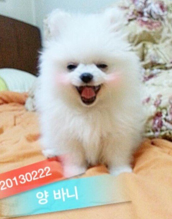 yanjii's tweet photo. 우리집 멍멍이는 
기분 좋으면 웃는다
이럴땐 참 이쁜데... http://t.co/e35LgUb7QL
