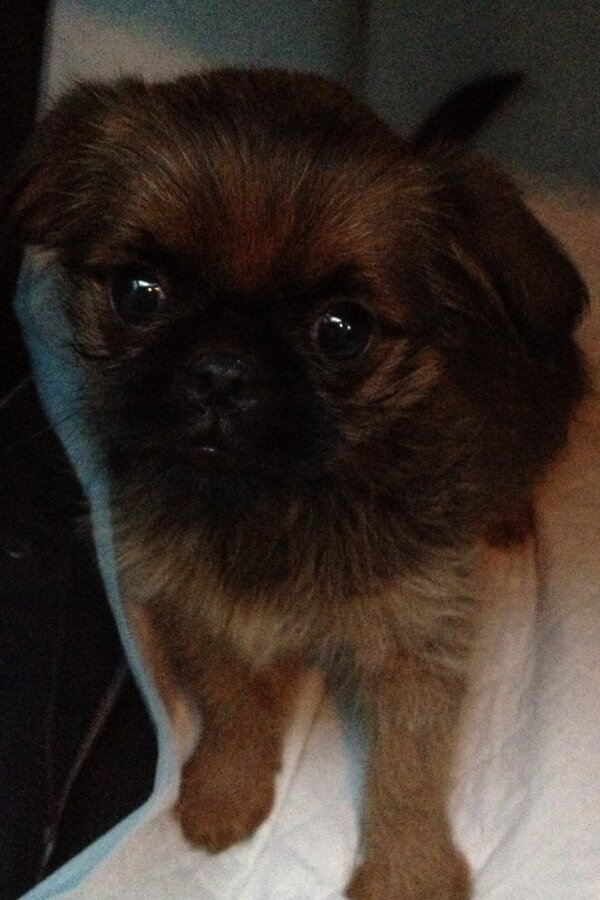 LiverpoolLady's tweet photo. Maggie ... http://t.co/kbcNsM9BO3