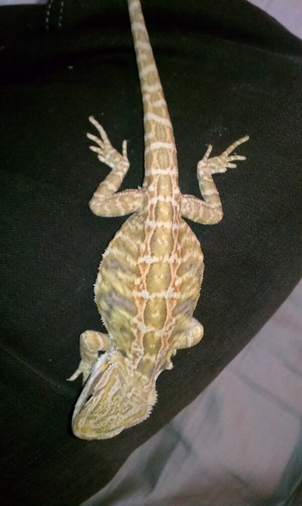 MikesBallPython's tweet image. New pet just picked her up at the white plains reptile expo she already ate all the crickets lol