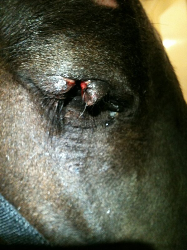CliffeEquine's tweet photo. Before- ouch!!! http://t.co/2oNROTYFgU