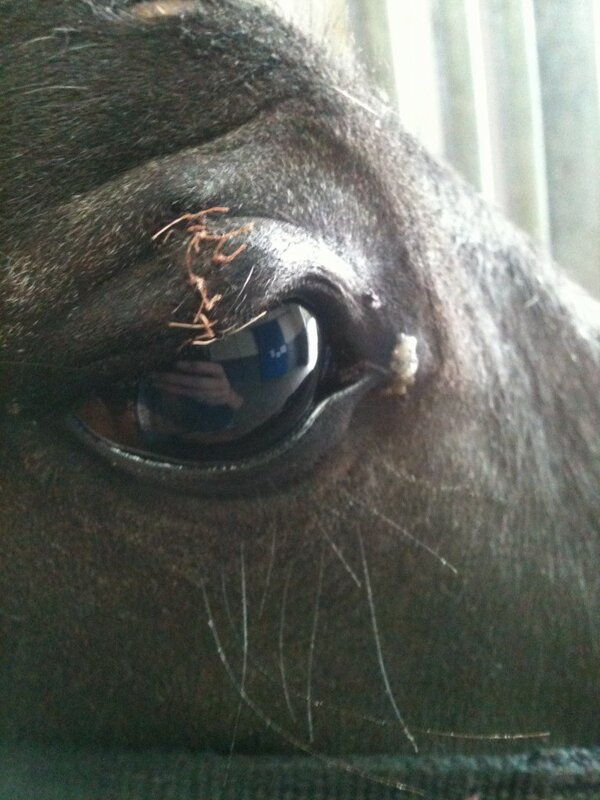 CliffeEquine's tweet photo. After!! http://t.co/PoQiM6WeVL