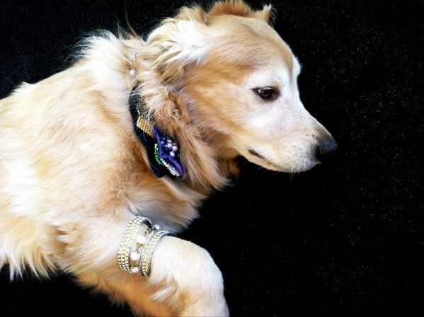 MichaelsStores's tweet photo. Our vote for #BestDressed puppy watching the #Oscars! #DIYStyle RT if you agree! http://t.co/vgy2w2ZQAh