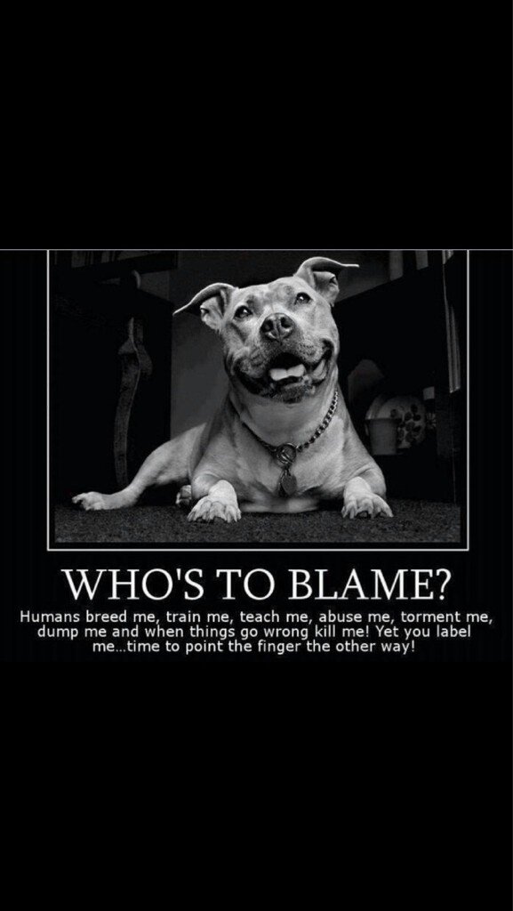 MissingPetsGB's tweet photo. #Dogs Who is to blame?? #HumansAgain http://t.co/0IvlTQlT5S